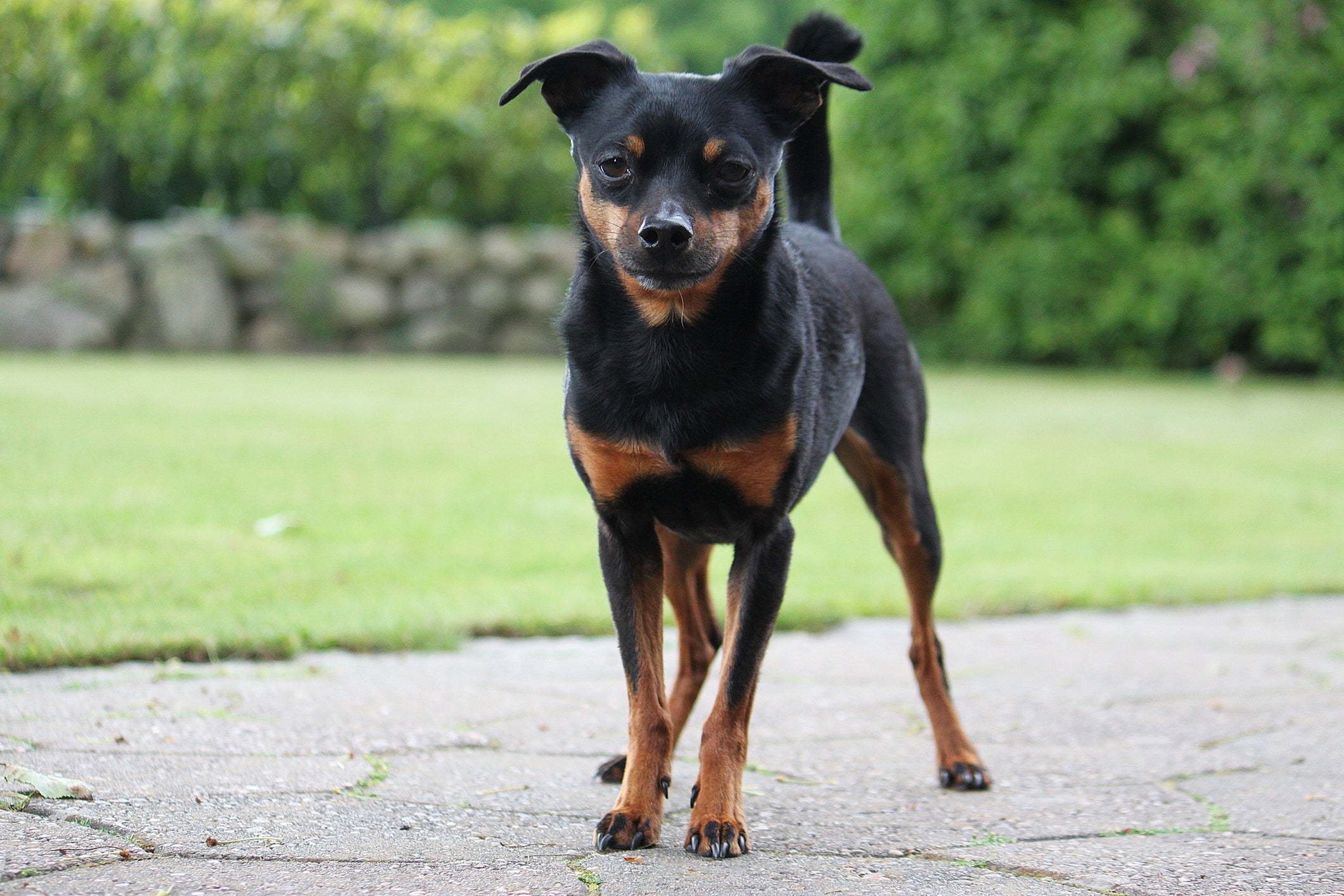 O Pinscher é um cachorro que pode chegar a custar R$3.500 dependendo do tamanho