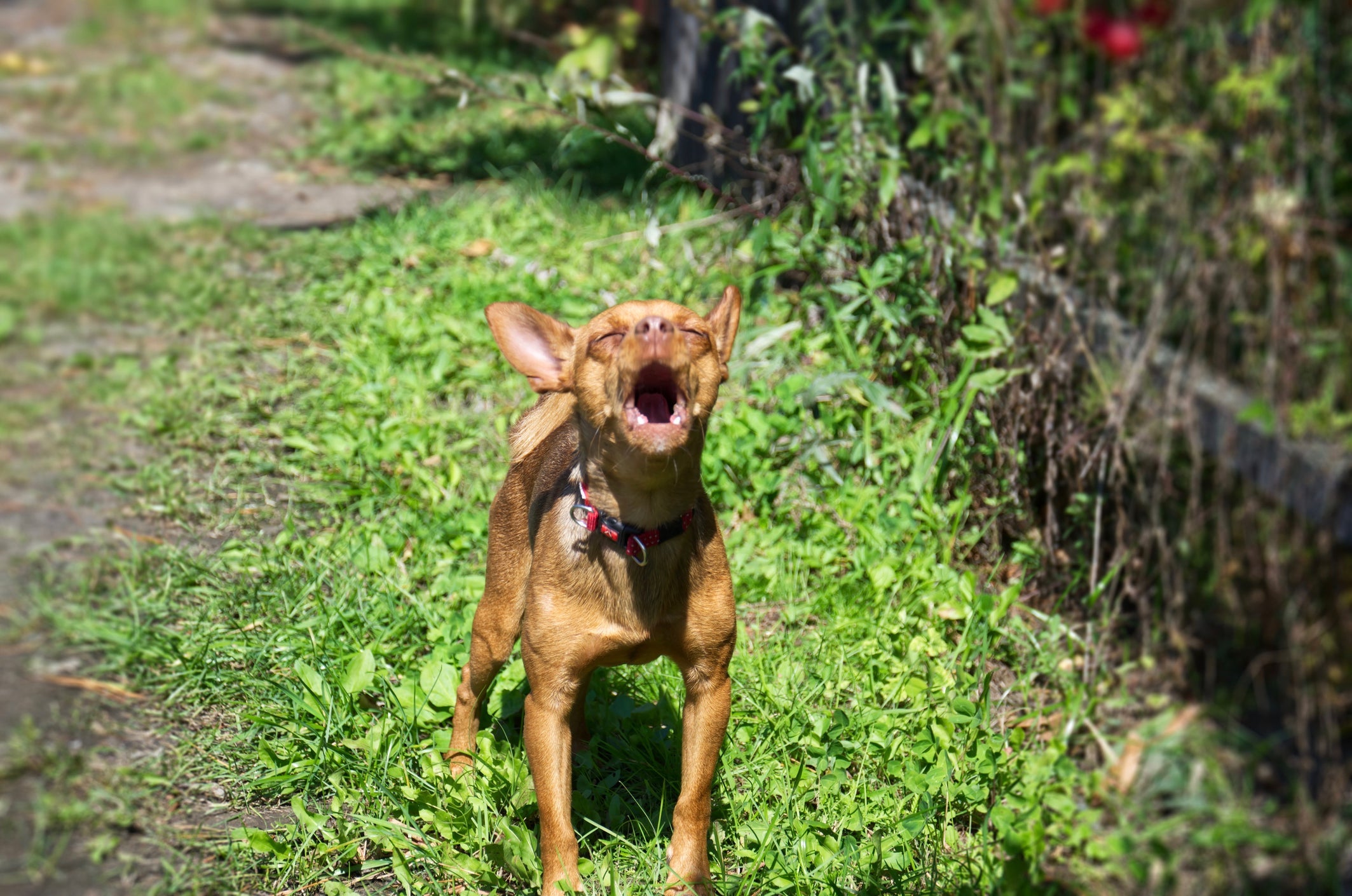 O latido de cachorro Pinscher é alto e agudo