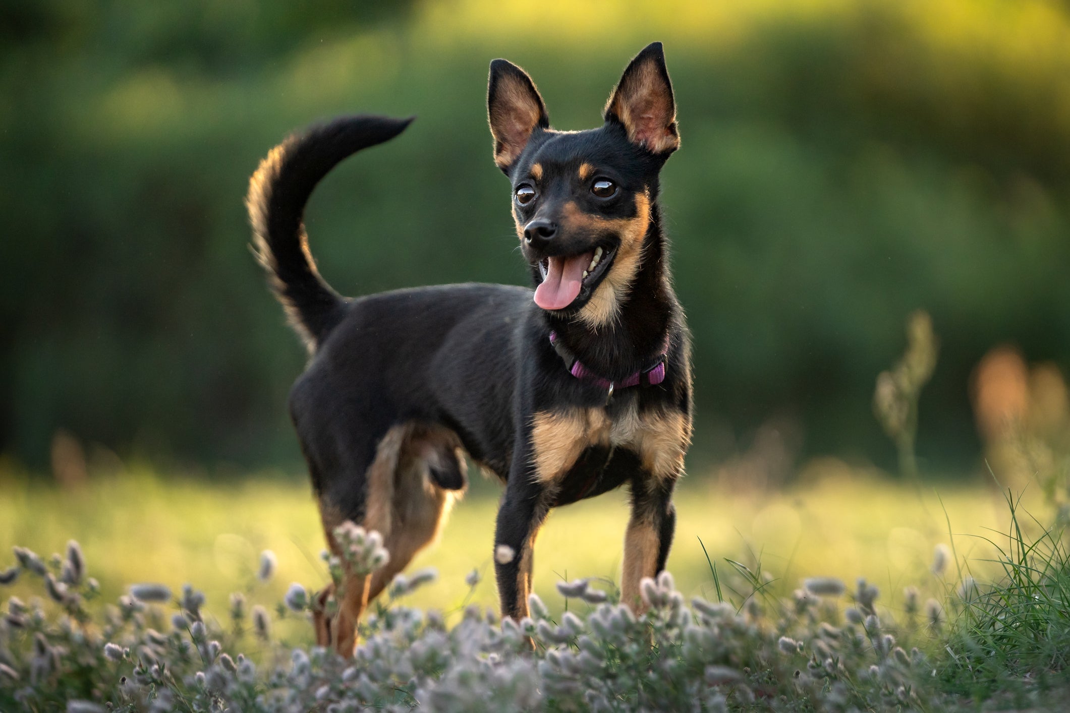 O Pinscher é destemido e dono de uma personalidade forte