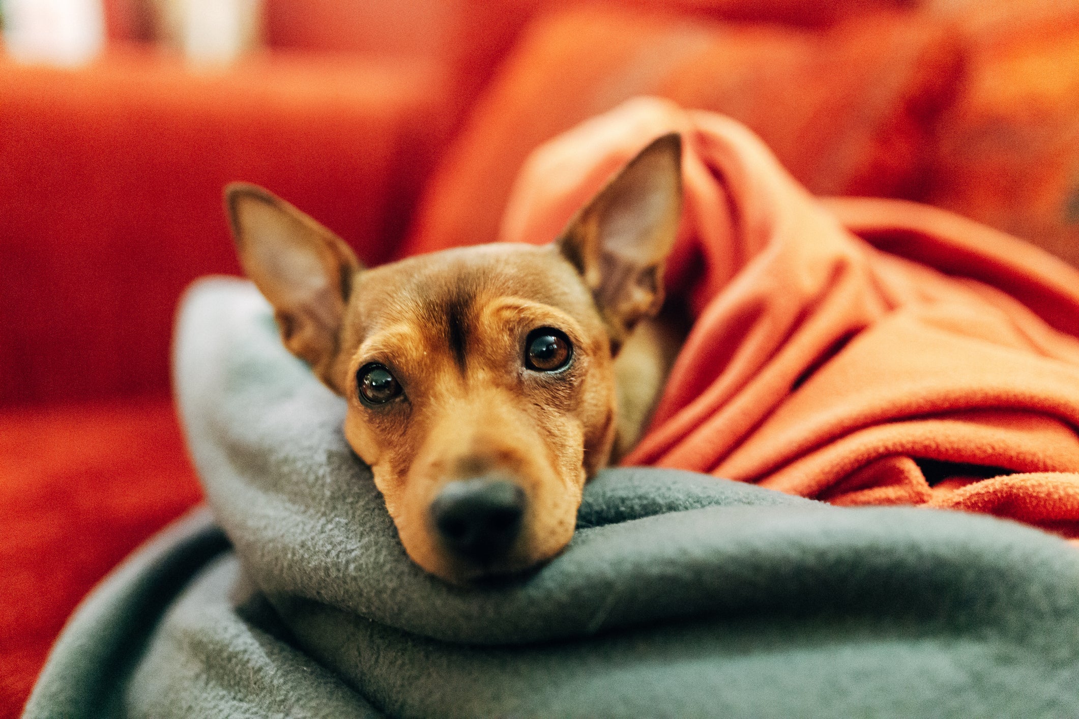 O Pinscher quando não é preto com castanho, pode ser totalmente caramelo!