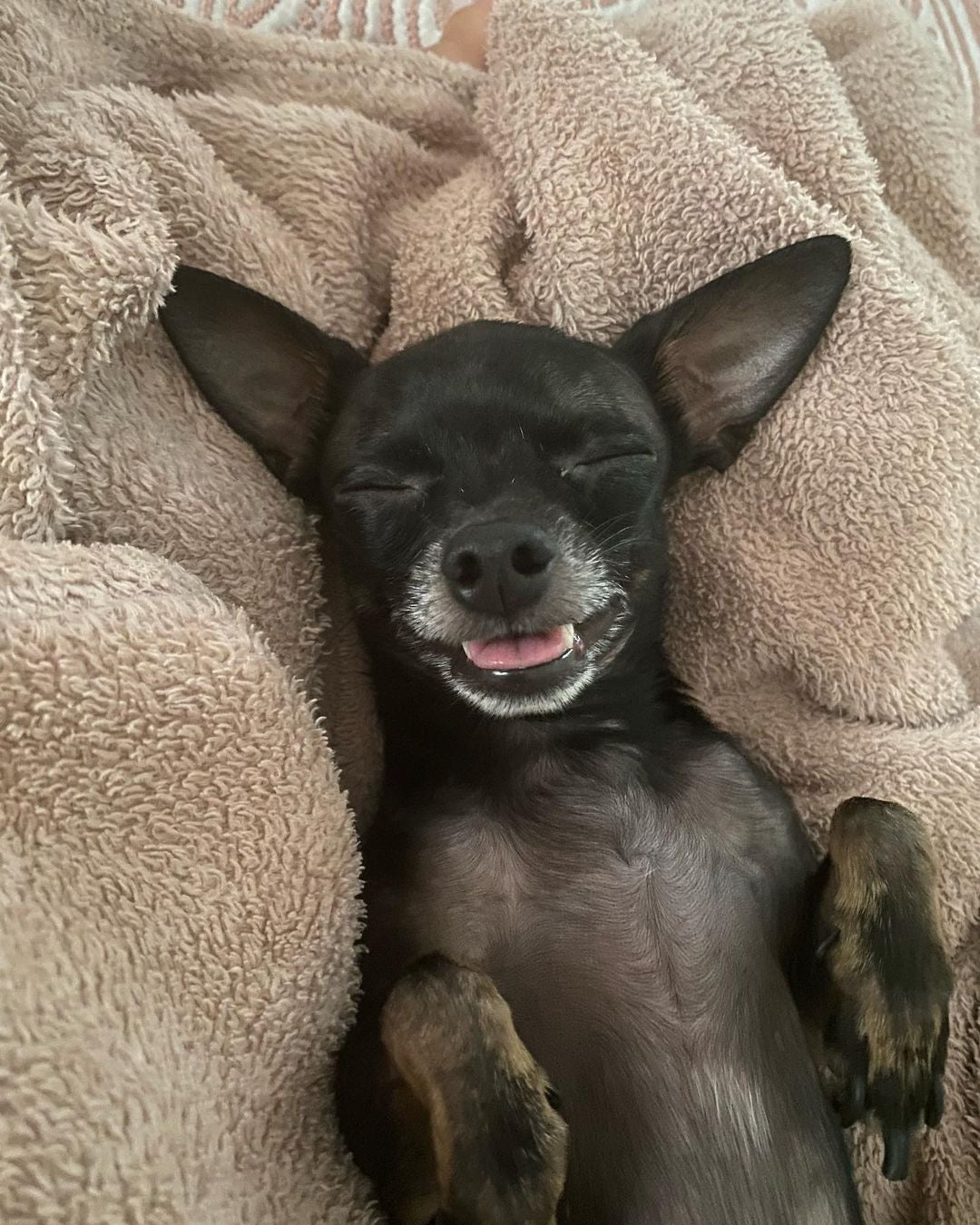 Pinscher influencer: o Bento (@bentopinscher) é um cãozinho com mais de 80 mil seguidores