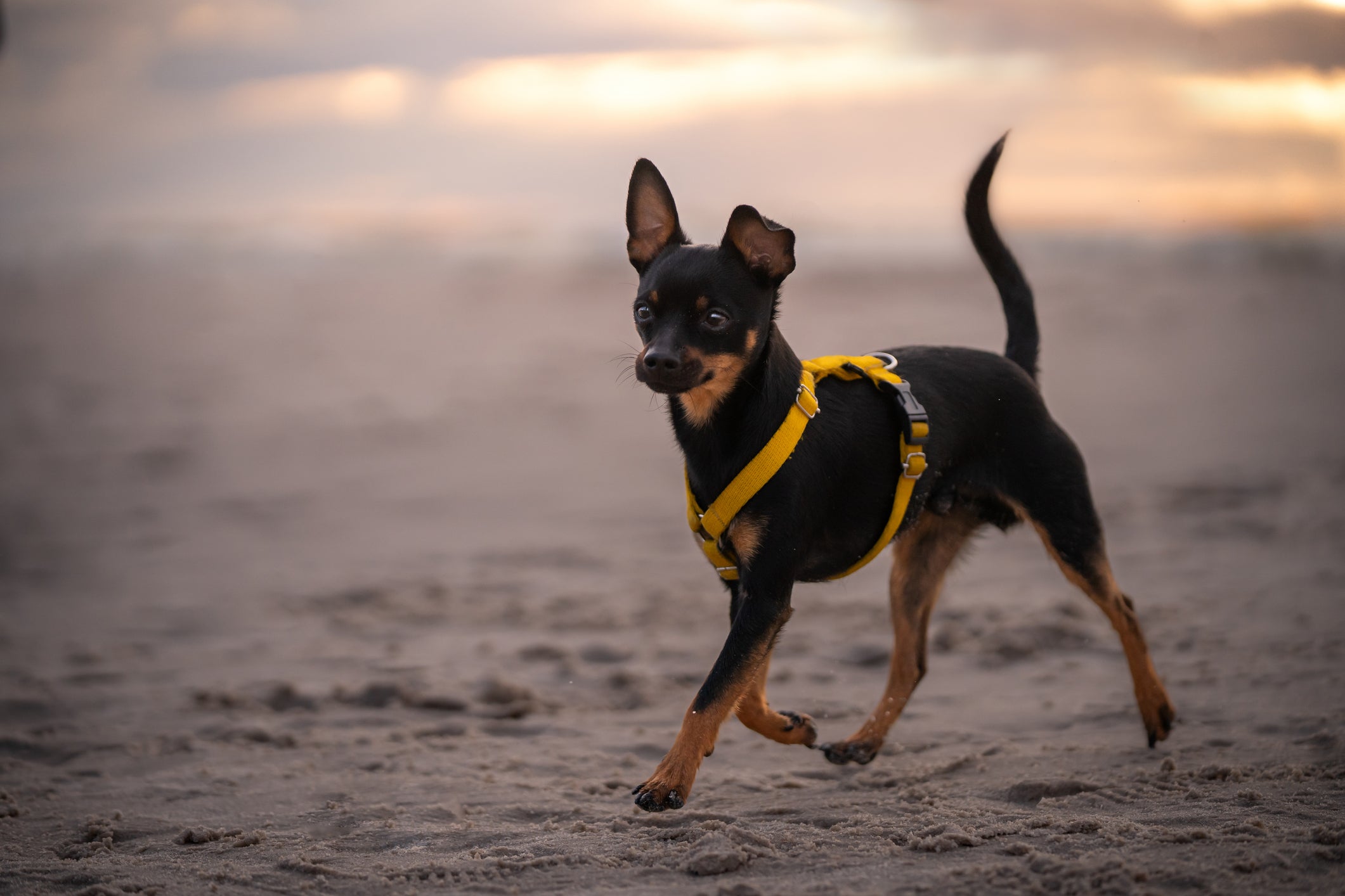 O cachorro Pinscher preto com manchas avermelhadas é comum, mas a raça também pode ter uma única cor