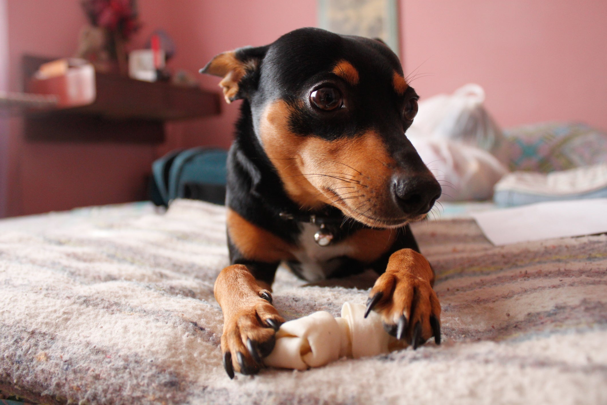 Apesar do esteriótipo irritado, o Pinscher também consegue ser bem fofo