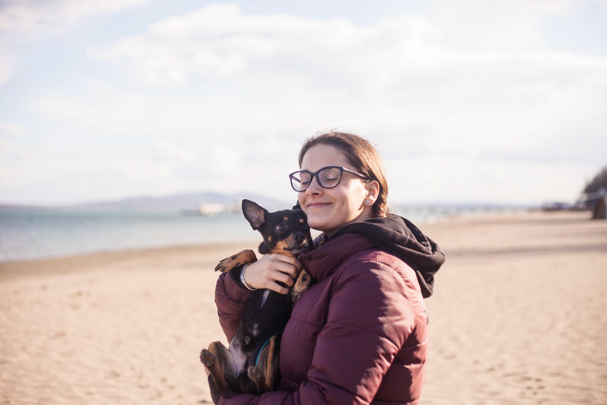 A melhor forma de como adestrar um Pinscher é por meio de recompensas