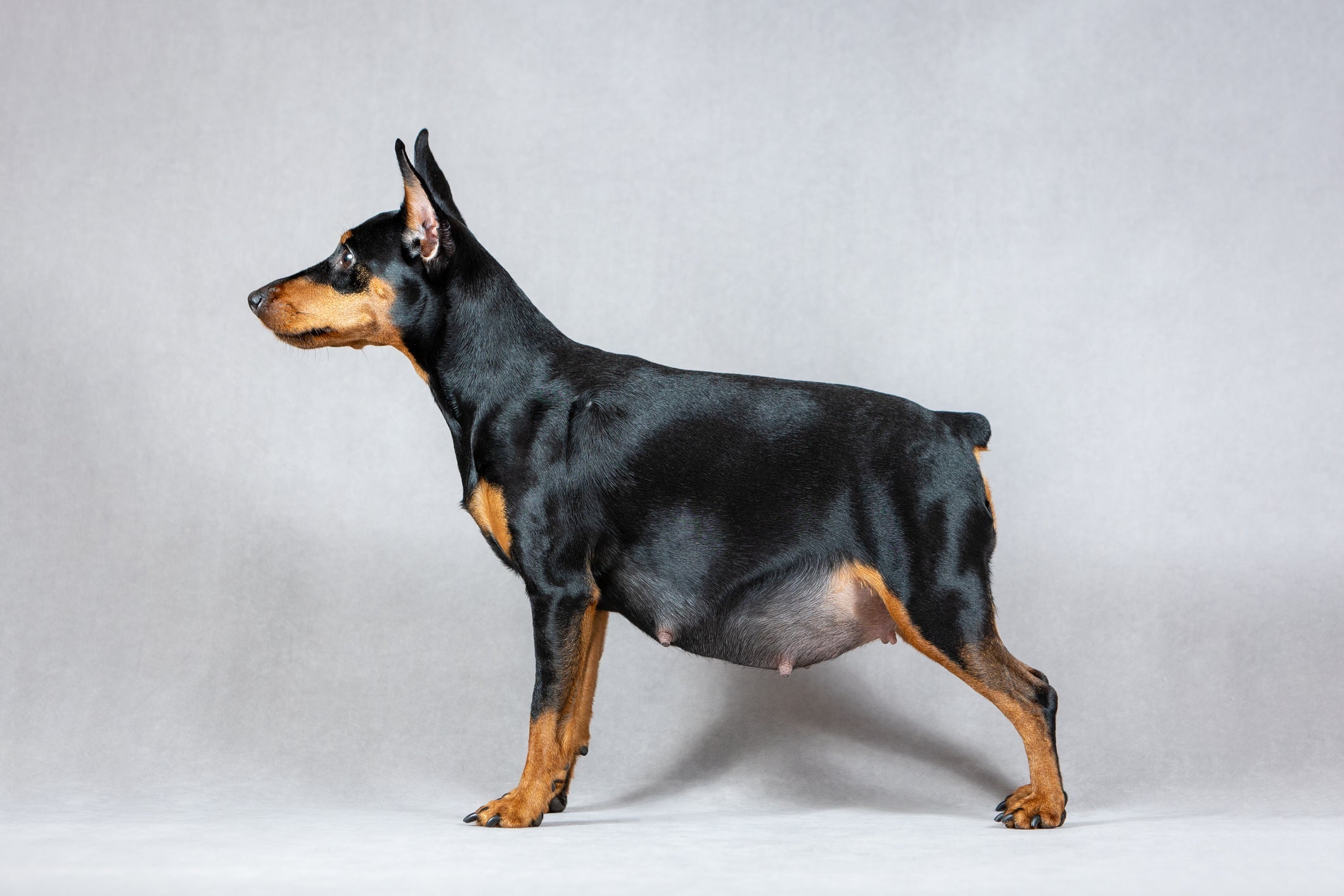 A Pinscher grávida pode demorar a ter uma barriguinha aparente, que só aparece depois de cerca de um mês