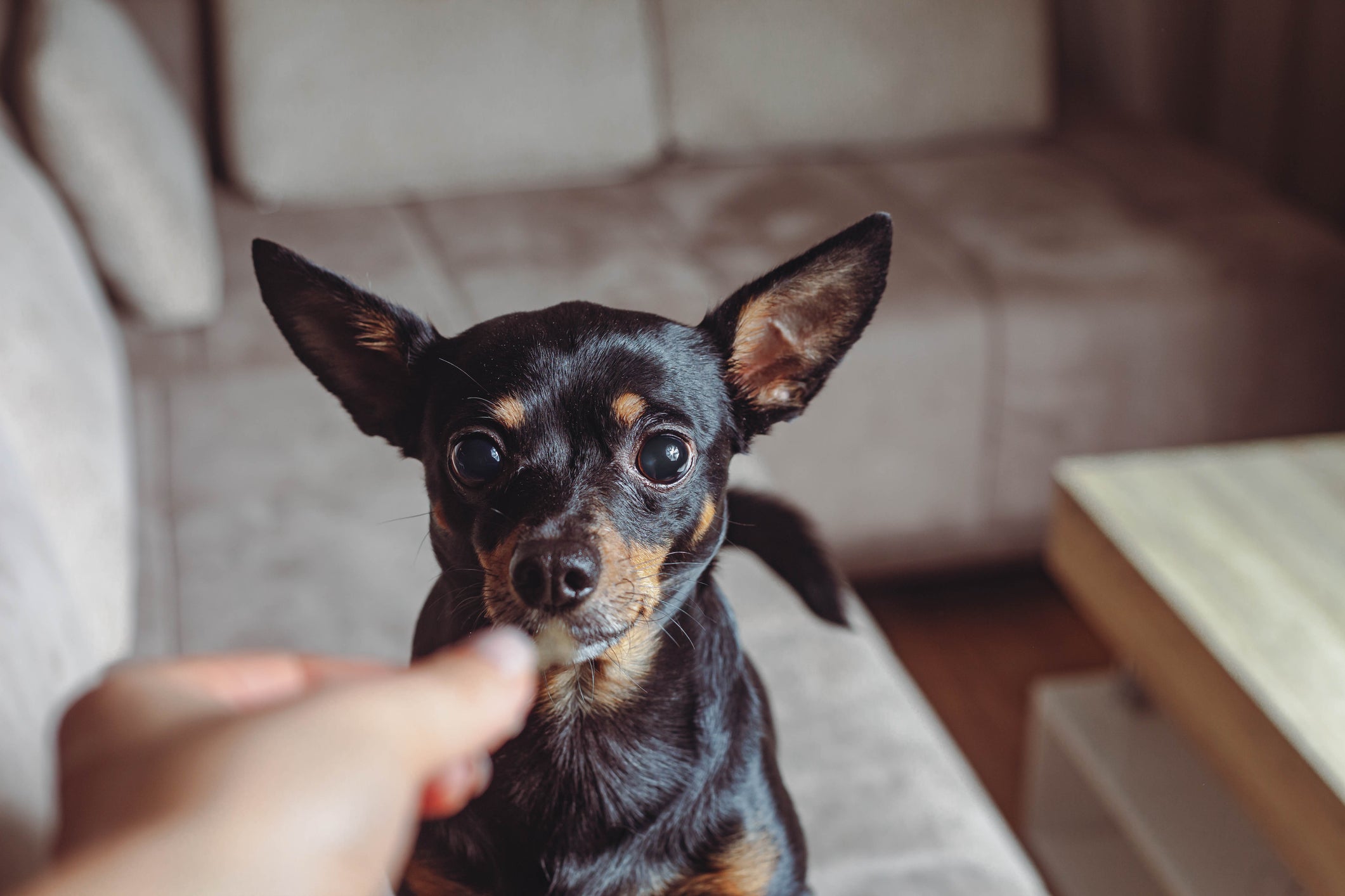Pinscher: entenda de uma vez por todas a diferença entre os tamanhos da raça!