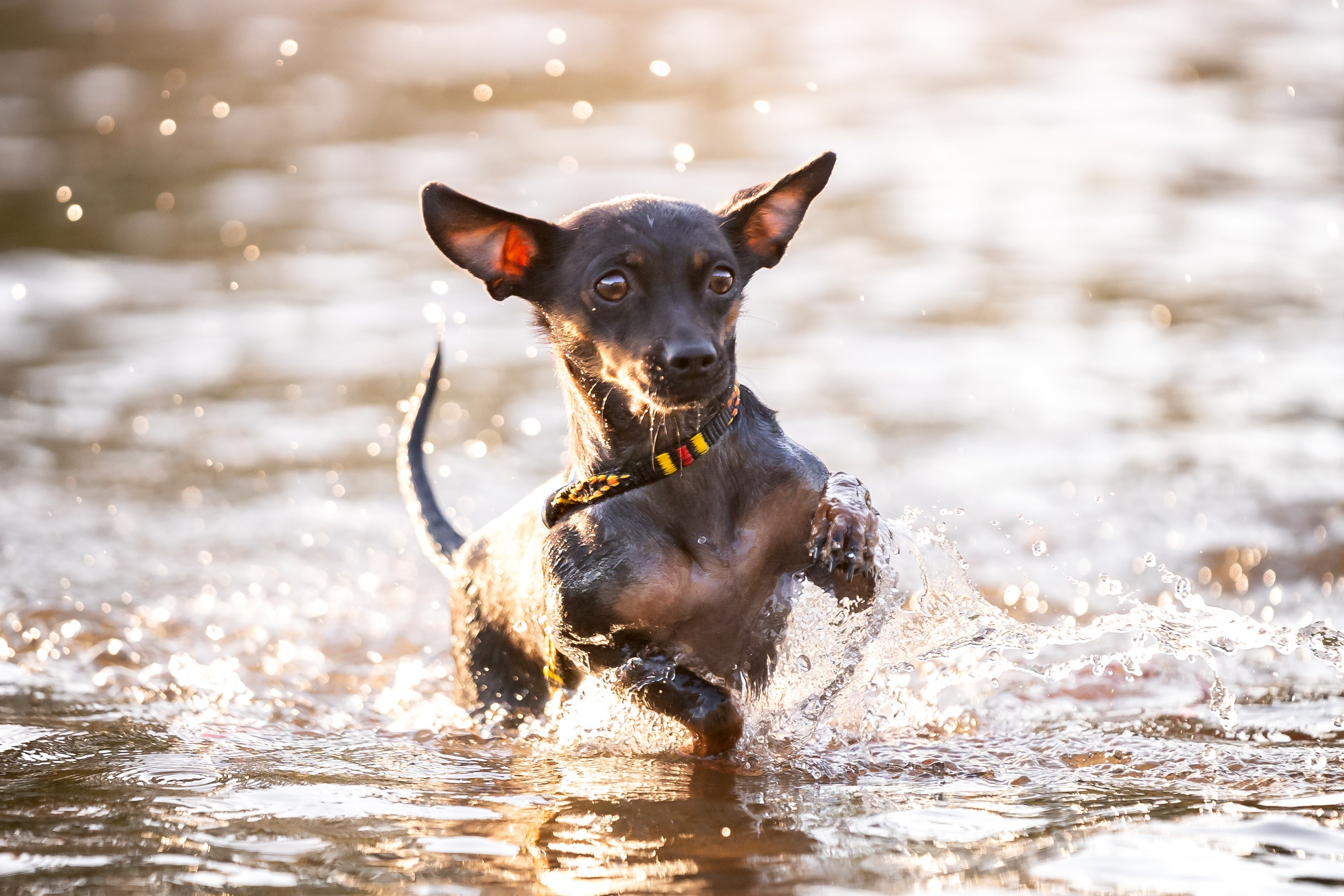 O Pinscher não tem muitas predisposições para doenças