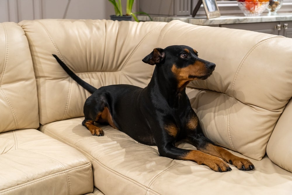 Quanto tempo um Pinscher vive? Expectativa de vida da raça é de 16 anos