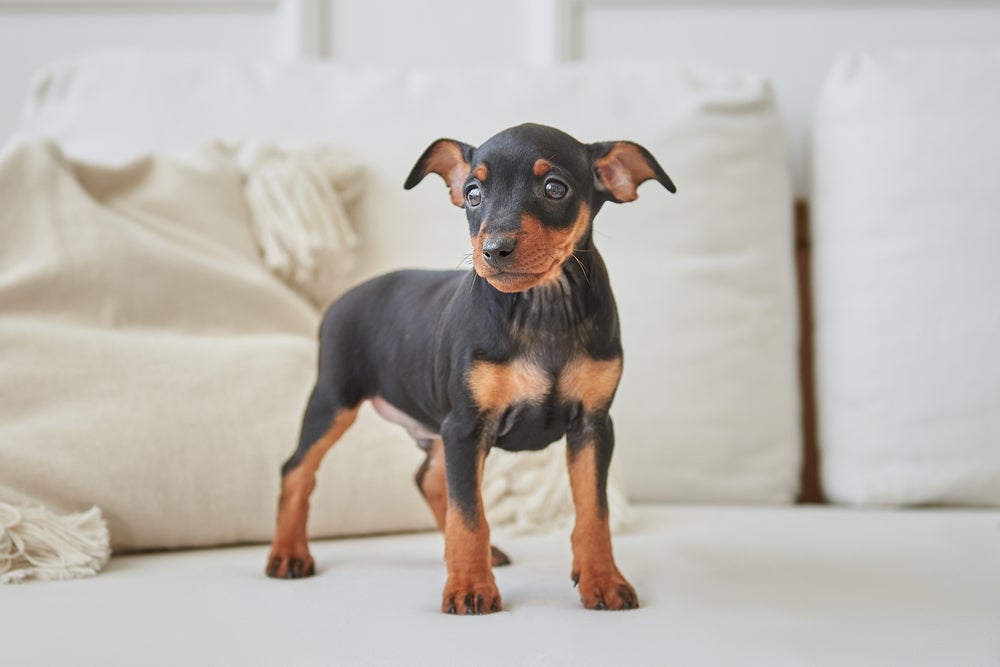 Quando falamos de cachorro mal humorado, o Pinscher é um dos mais lembrados