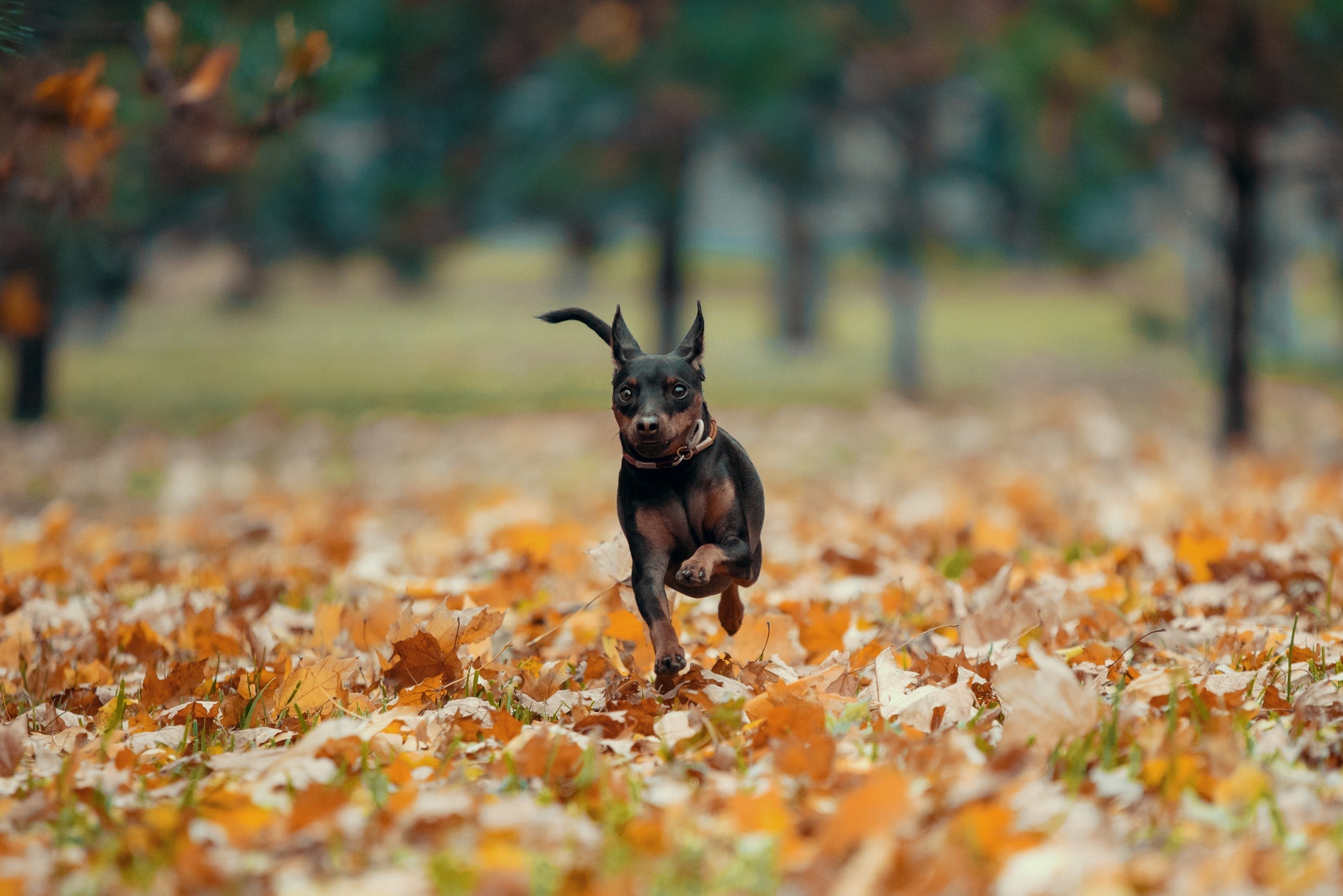 Uma das raças de cachorro mais bravas é também uma das mais saudáveis