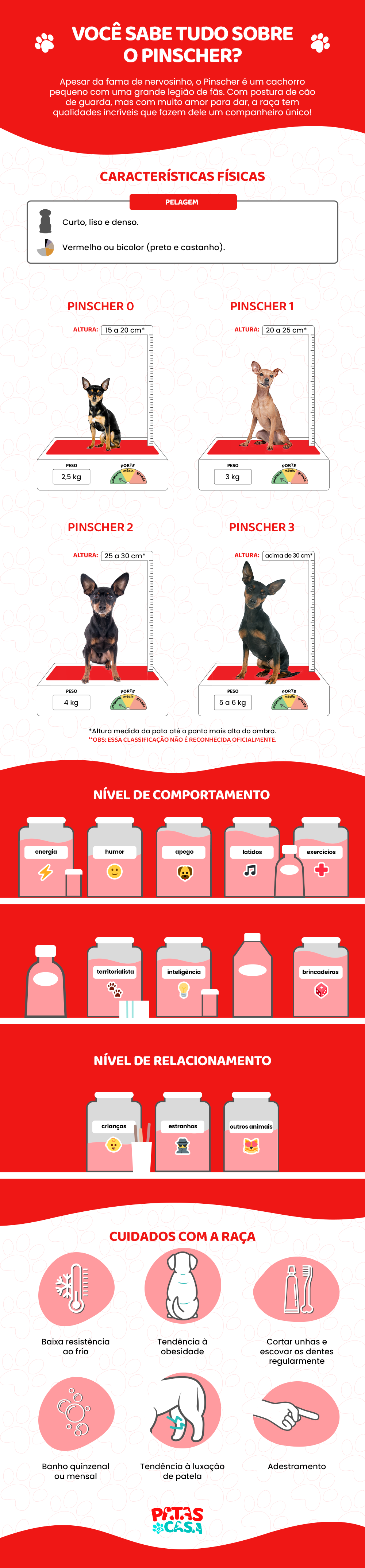 O cachorro Pinscher pode ter diferentes tamanhos, mas tem características únicas