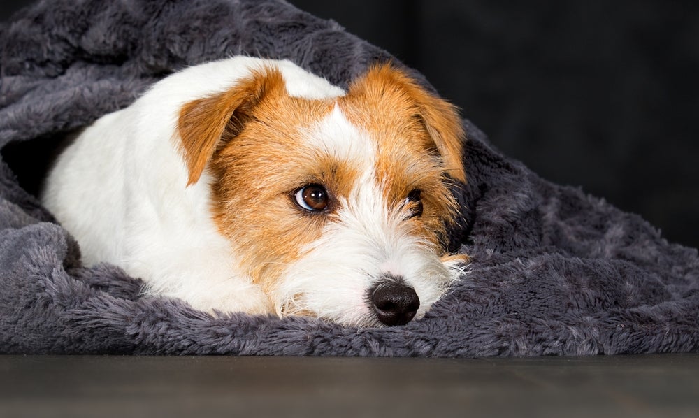 Piodermite canina: tratamento deve ser indicado pelo médico veterinário de acordo com o caso do animal