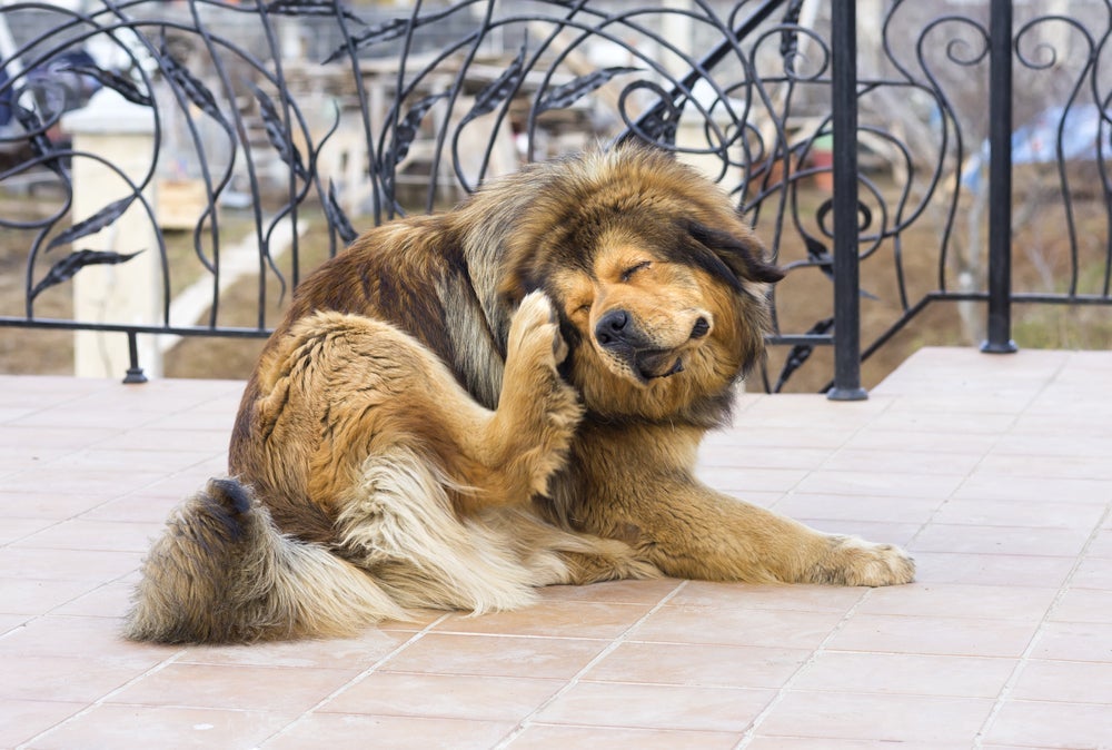 A piodermite canina costuma afetar principalmente regiões como patas e barriga