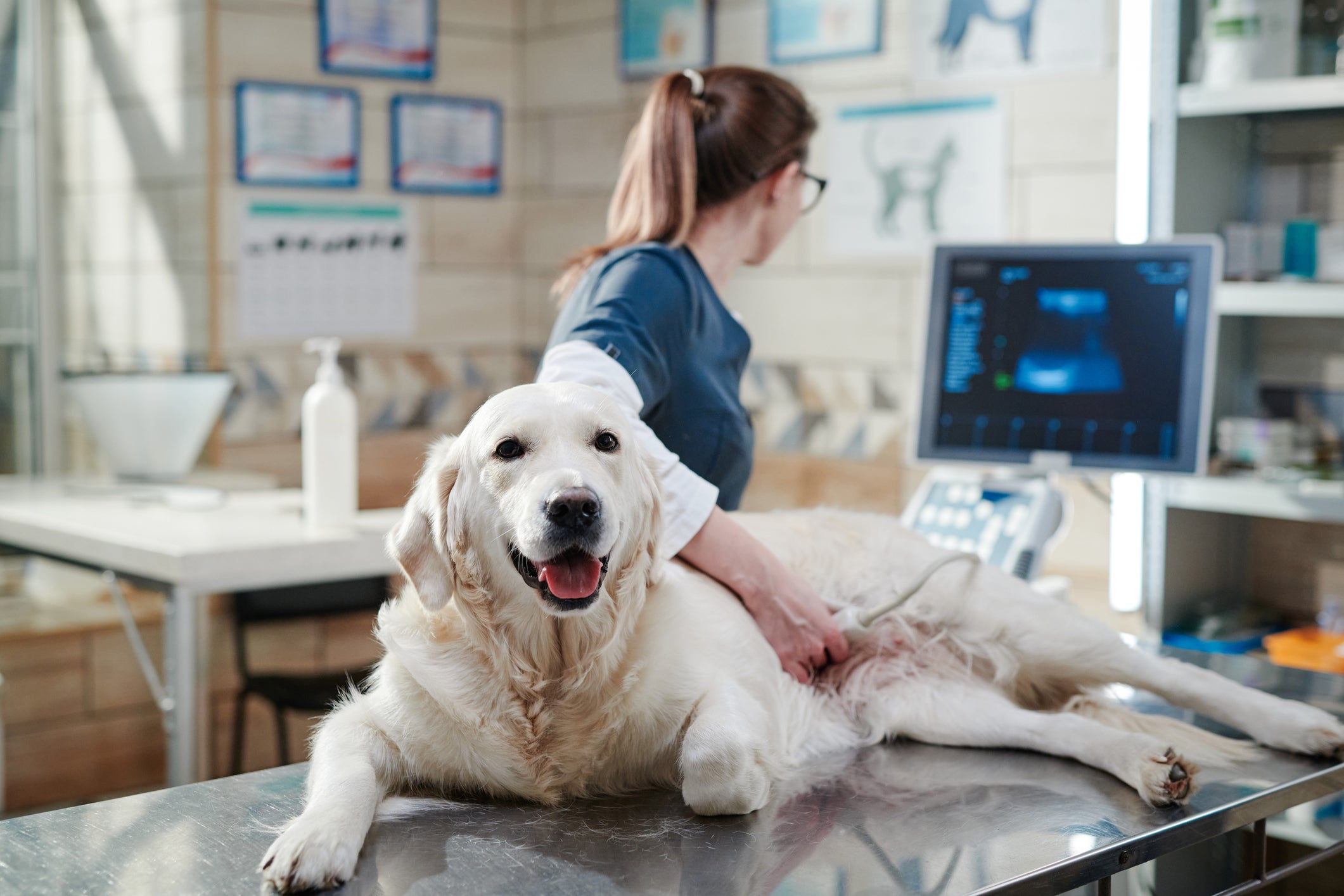 O cachorro intoxicado precisa passar por uma avaliação veterinária com urgência