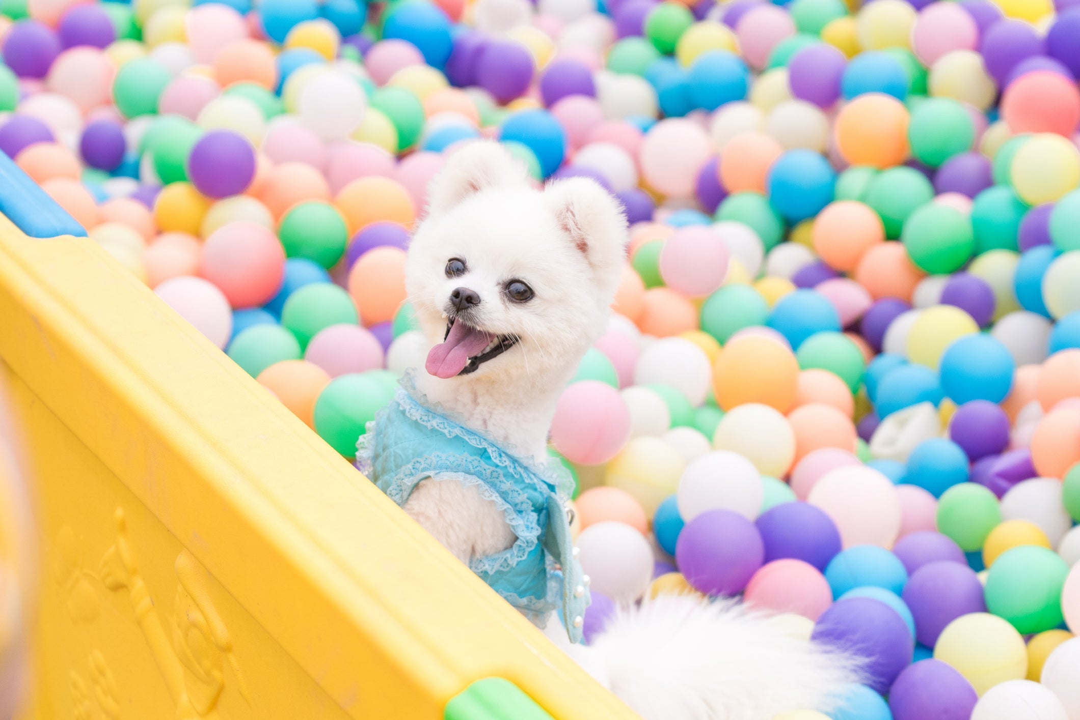 Piscina de bolinhas para cachorro: a brincadeira precisa de supervisão