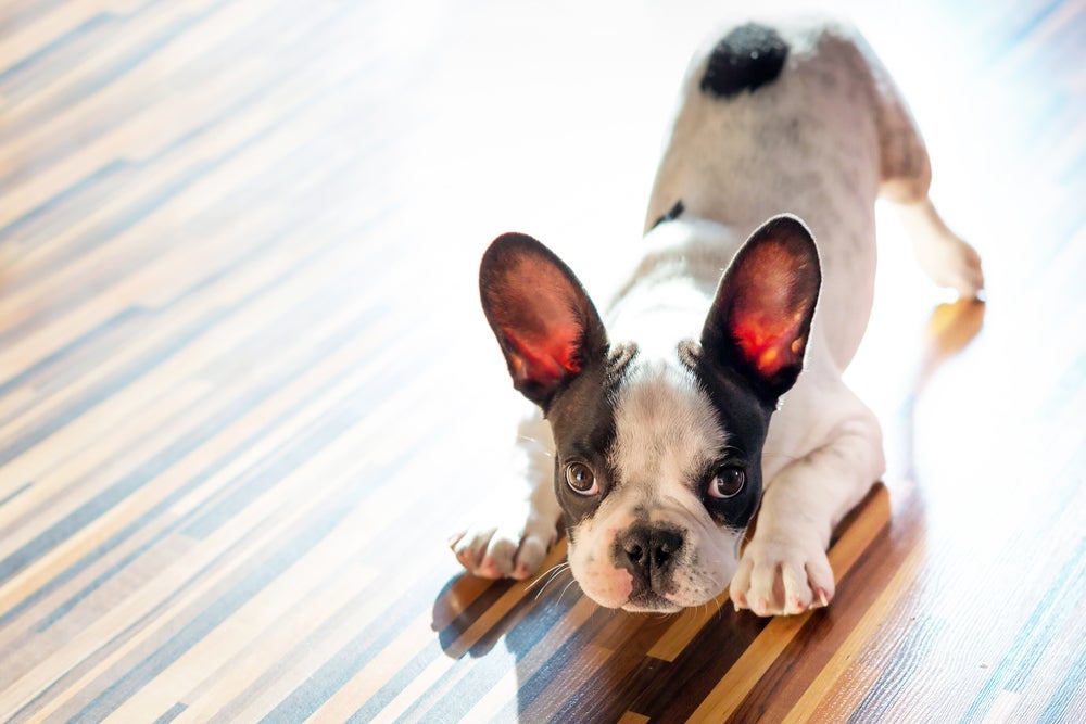 Um piso para cachorro muito escorregadio é propício para causar quedas e outros acidentes