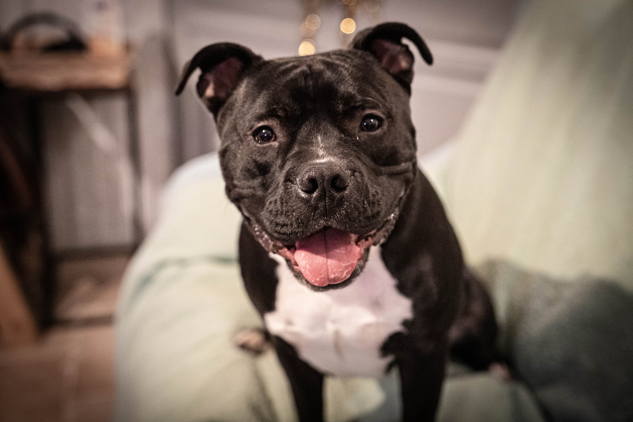 Apesar da fama de bravo, o Pitbull é uma das raças de cachorro mais dóceis