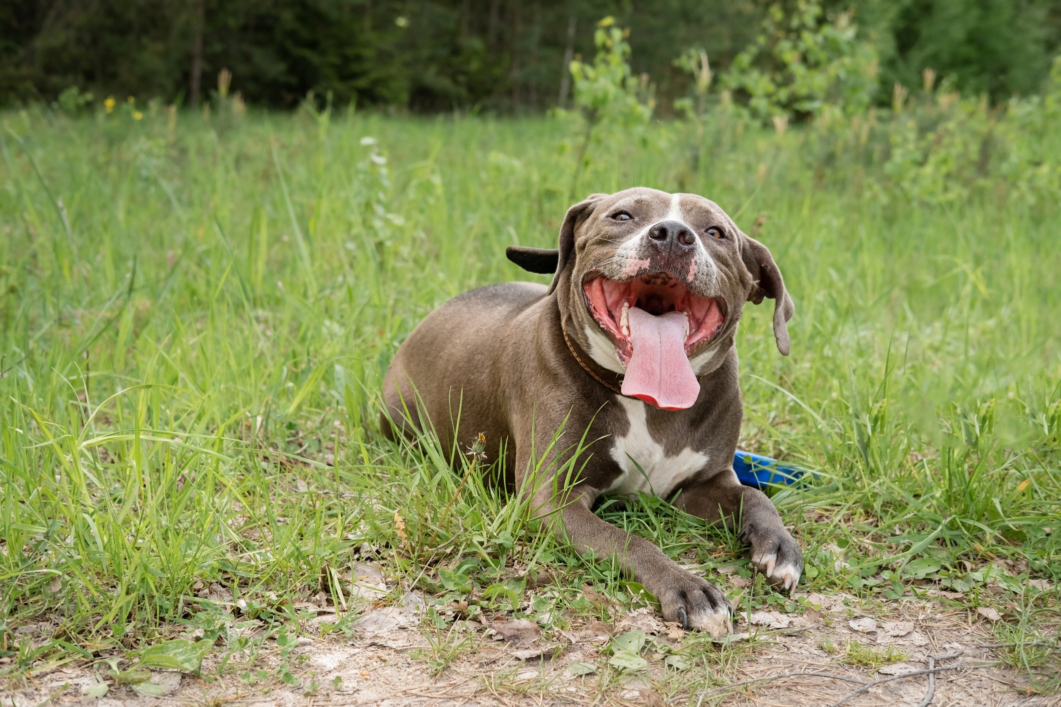 O Pitbull não é um cachorro naturalmente agressivo