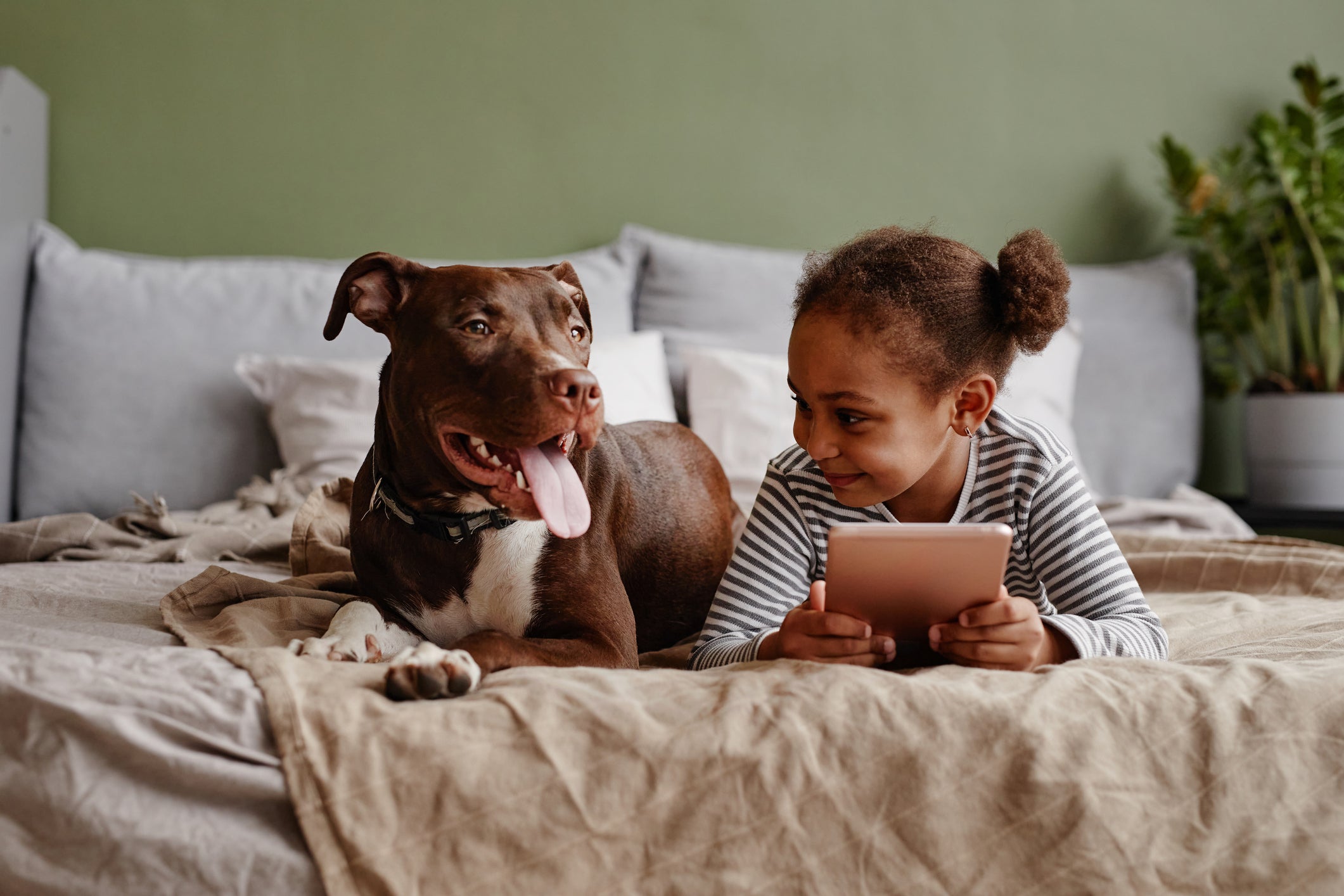 Pitbull fêmea filhote: socialização é muito importante para o animal