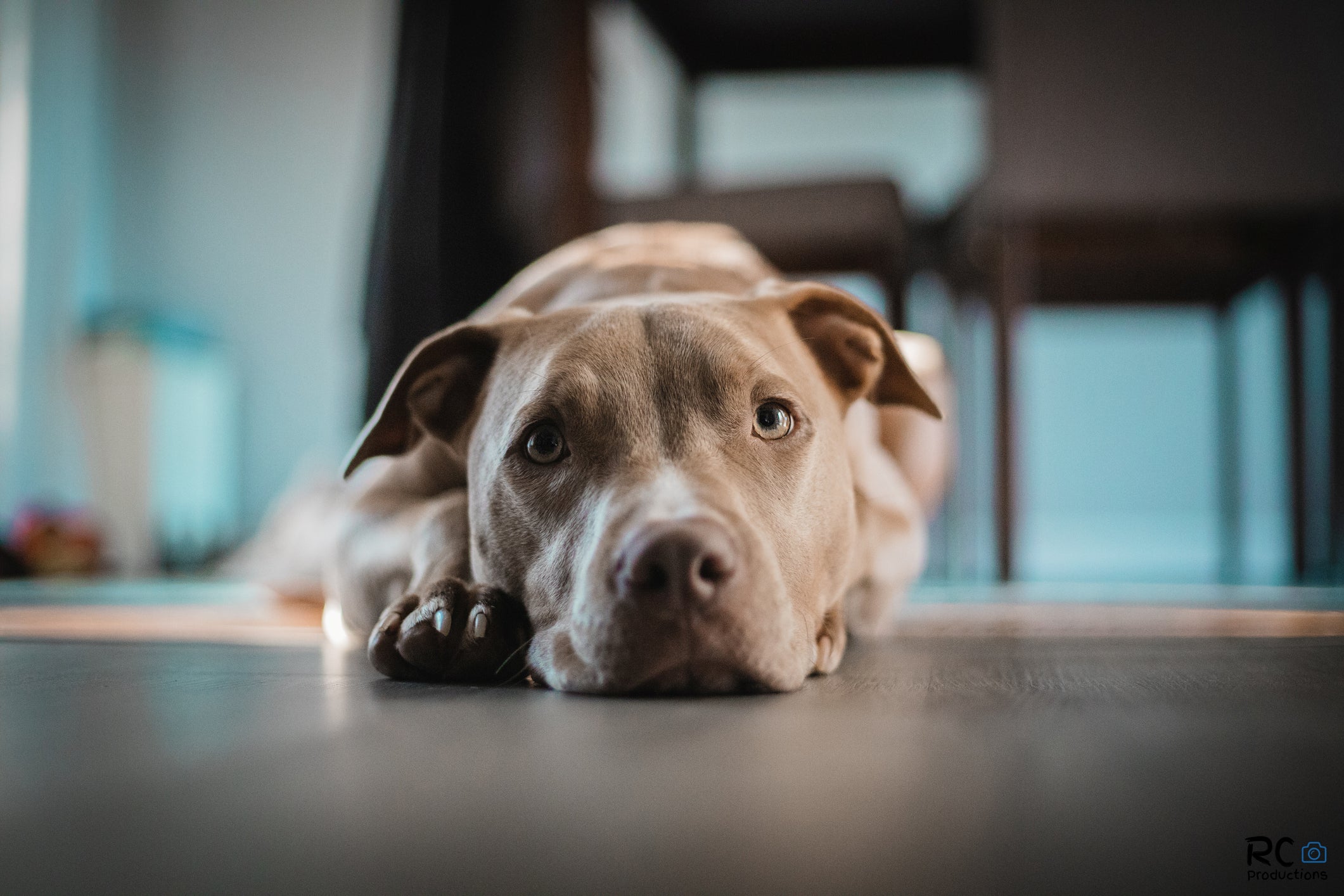 O Patas da Casa conversou com um profissional para tirar todas as dúvidas sobre como adestrar um pitbull