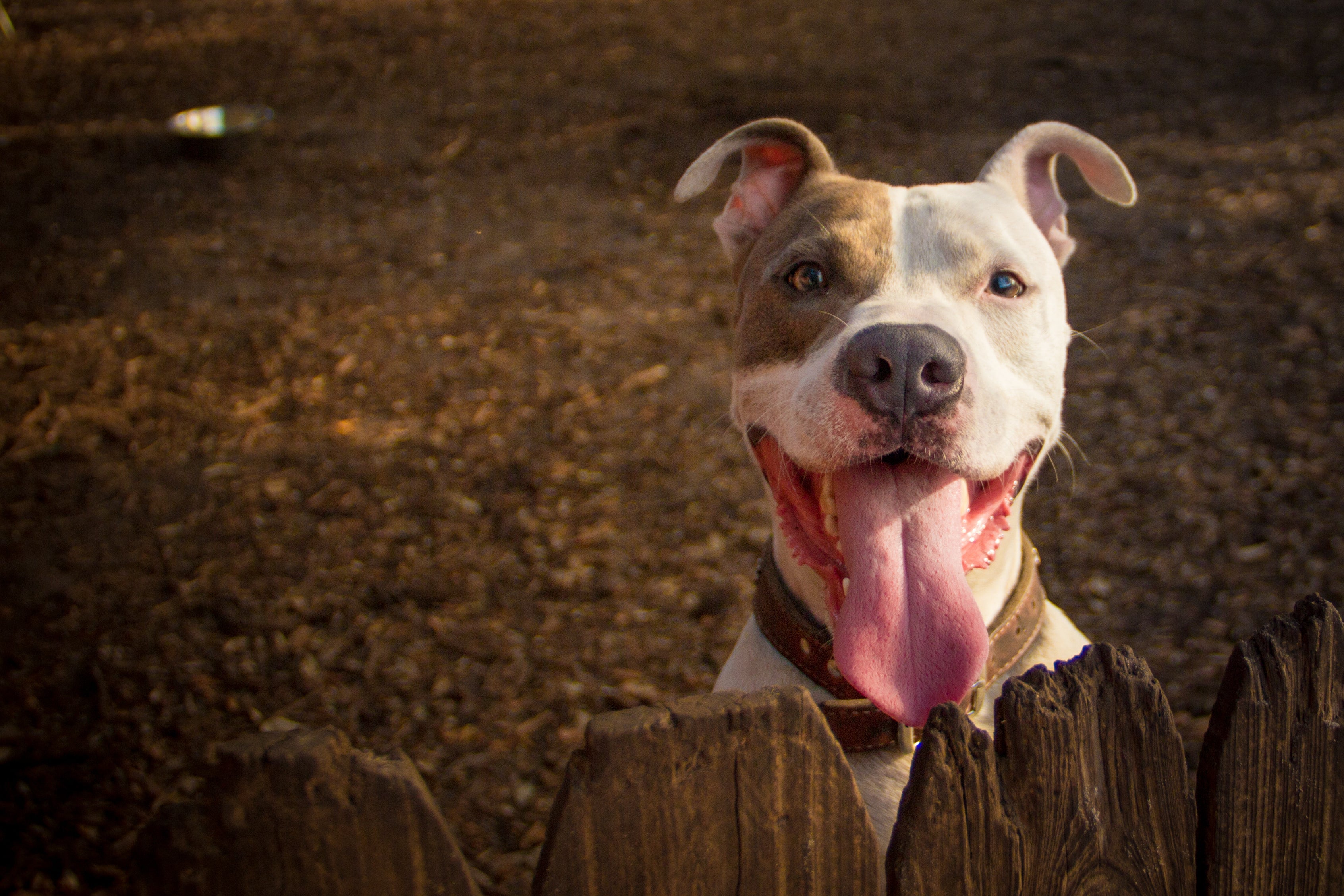 O Pit Bull é uma raça de cães de trabalho terapêutico perfeita para quem precisa de apoio