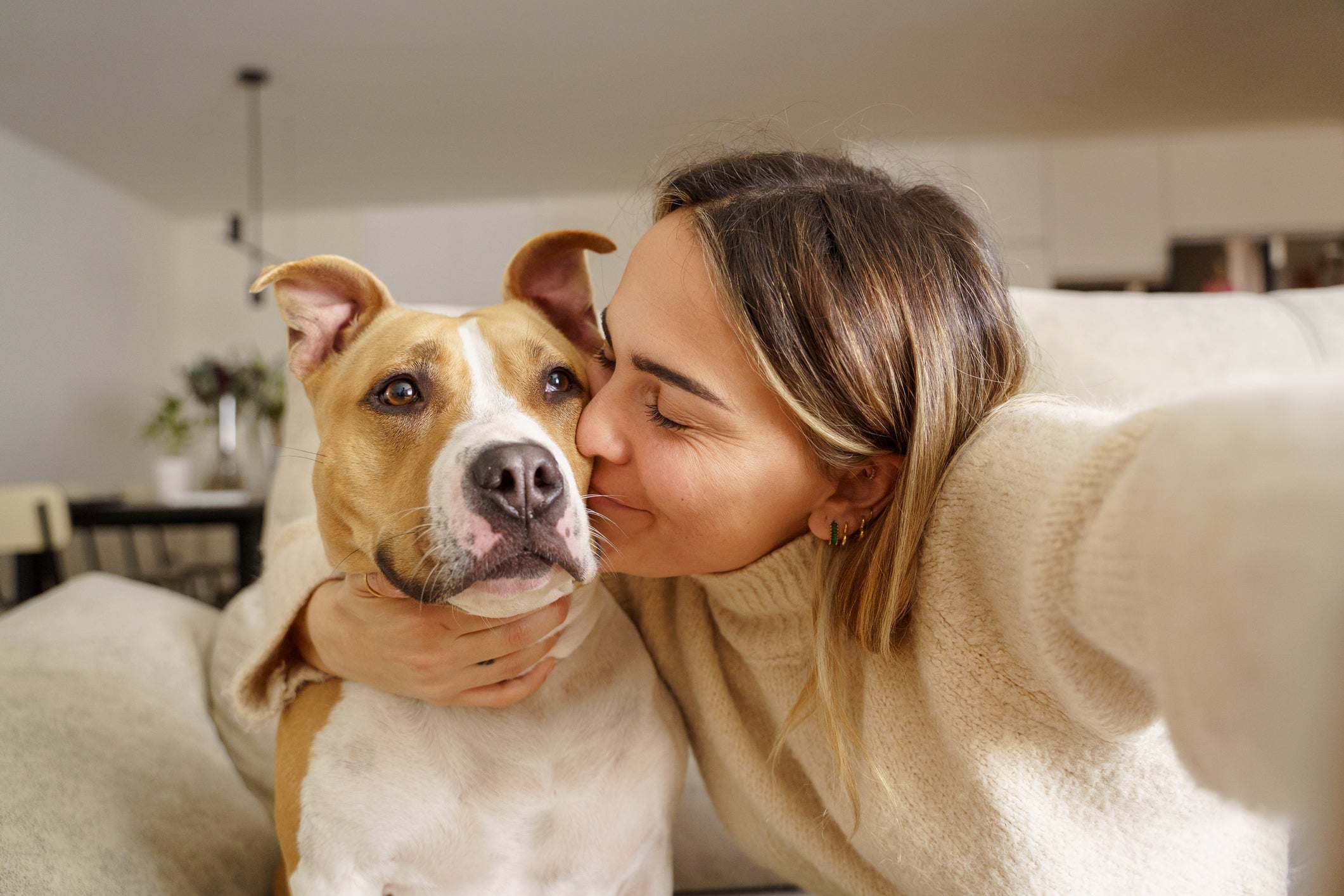 O cachorro grande Pitbull não é agressivo como muitos pensam, e pode ser bem amigável