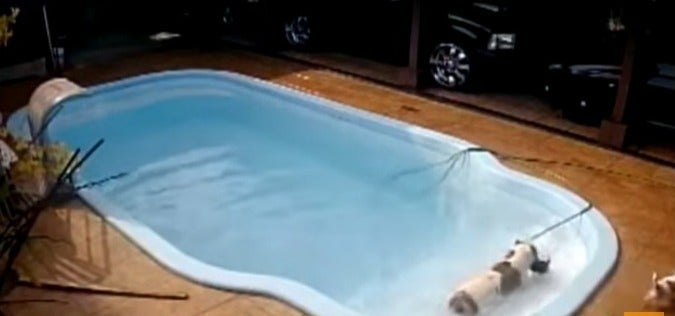A Pitbull salvou a vida de uma cachorrinha Chihuahua que estava se afogando