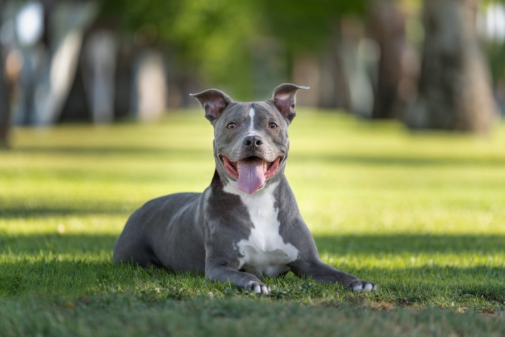 O Pitbull tem orelhas grandes e que se dobram