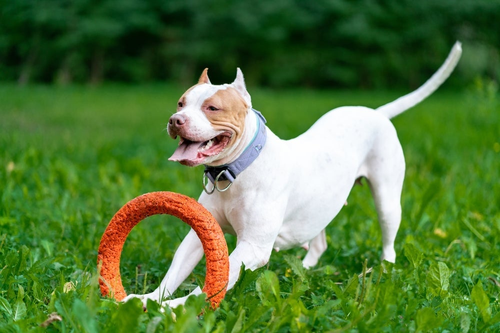 O Pitbull precisa gastar energia com exercícios que ajudam na sua força física.