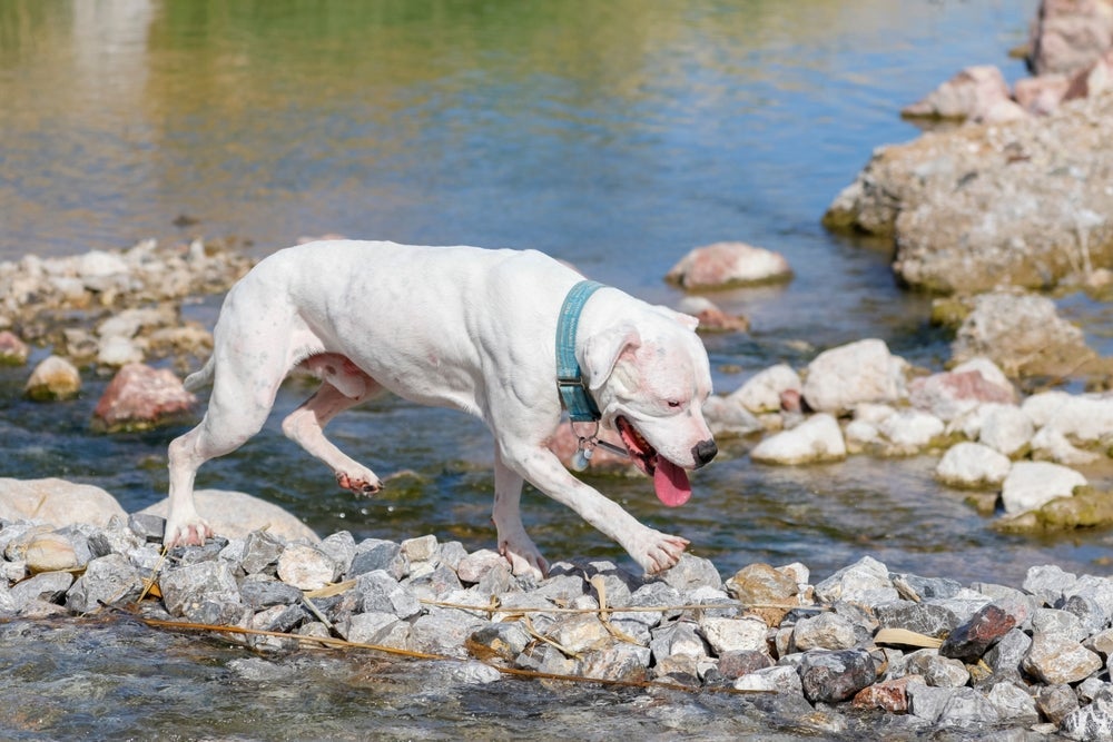 O Pitbull é um ótimo companheiro para se exercitar