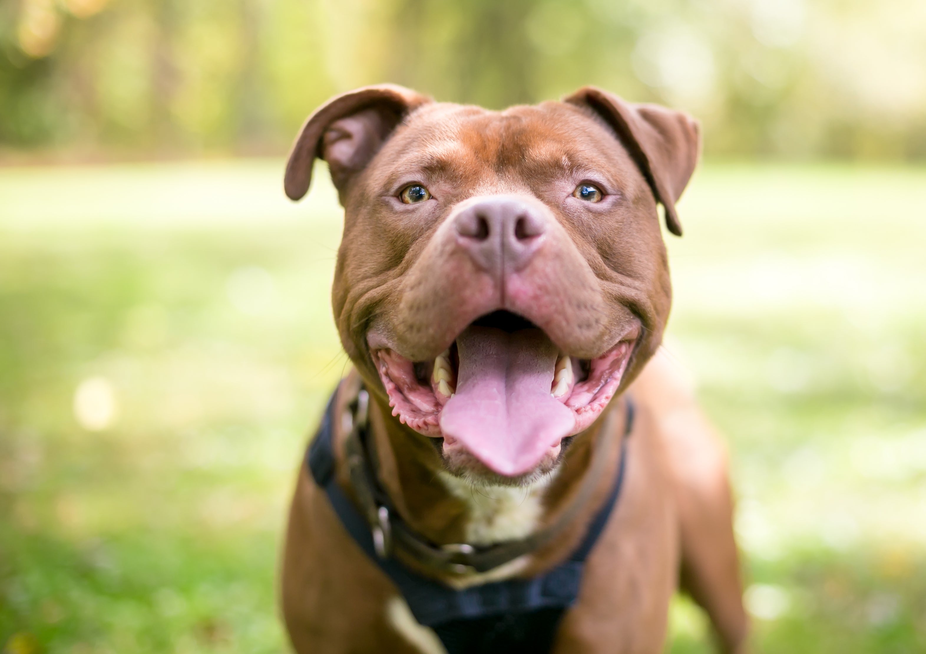 O Pitbull é uma das raças de cachorro mais inteligentes e leais