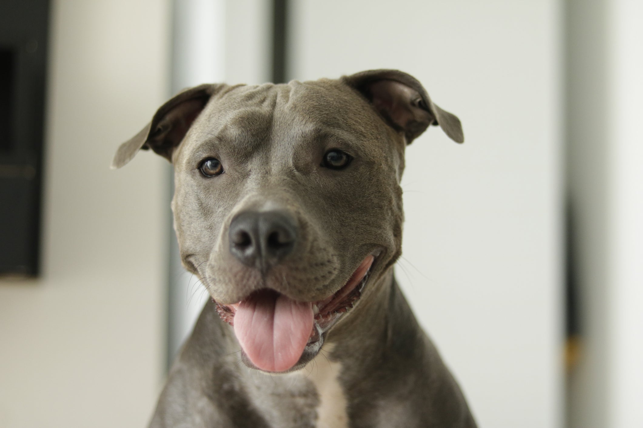 O Pitbull é uma das raças de cachorro que foi criada para brigar