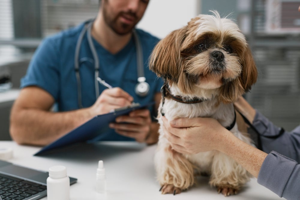 Plano de saúde para cachorro sem internação só deve ser adquirido em caso de cães jovens e saudáveis