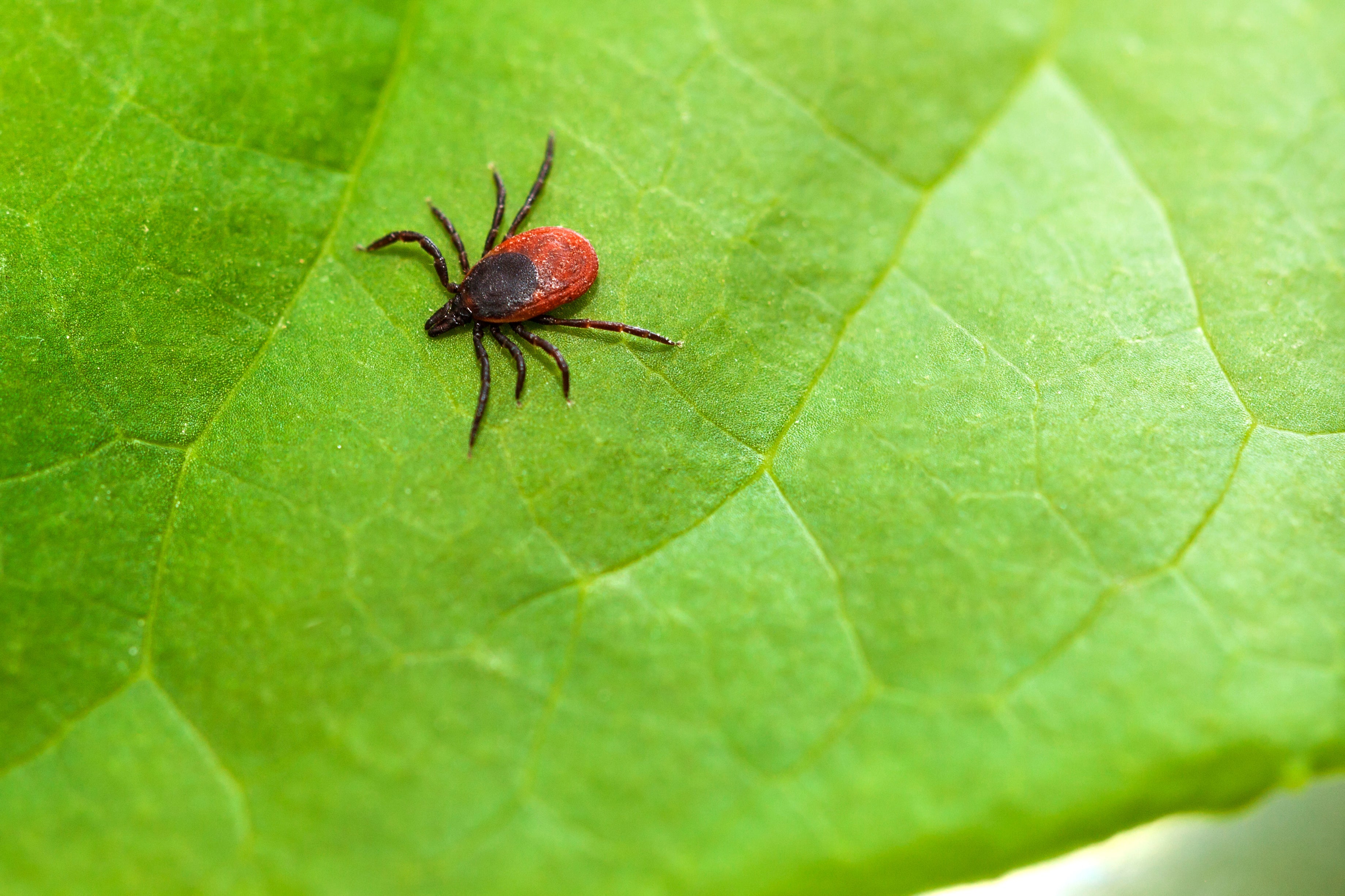 Plantas com folhagens densas, moitas e arbustos podem atrair os carrapatos