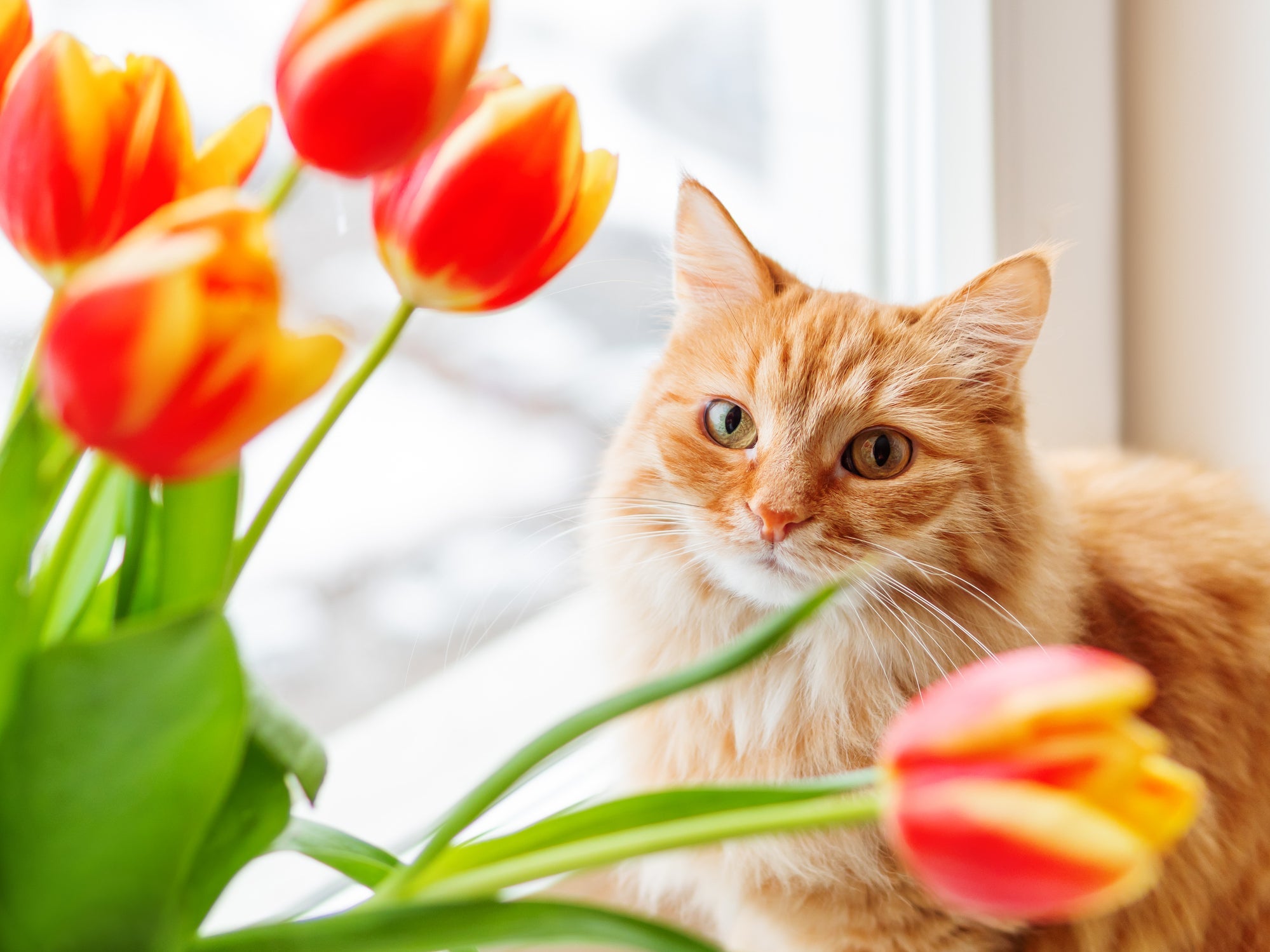 Gatos e flores: não esqueça de sempre pesquisar sobre a espécie para se certificar de que é segura para os pets da casa