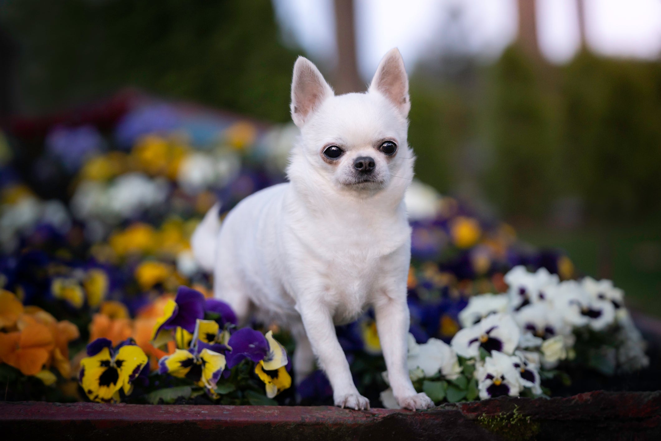 A flor amor perfeito não faz parte da lista de plantas tóxicas para pets