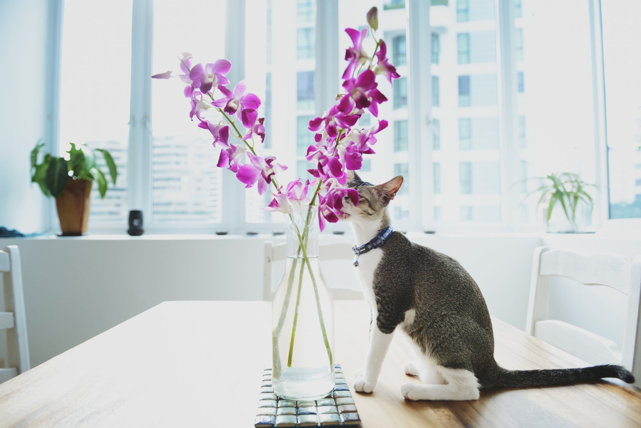  As orquídeas não são plantas tóxicas para gatos