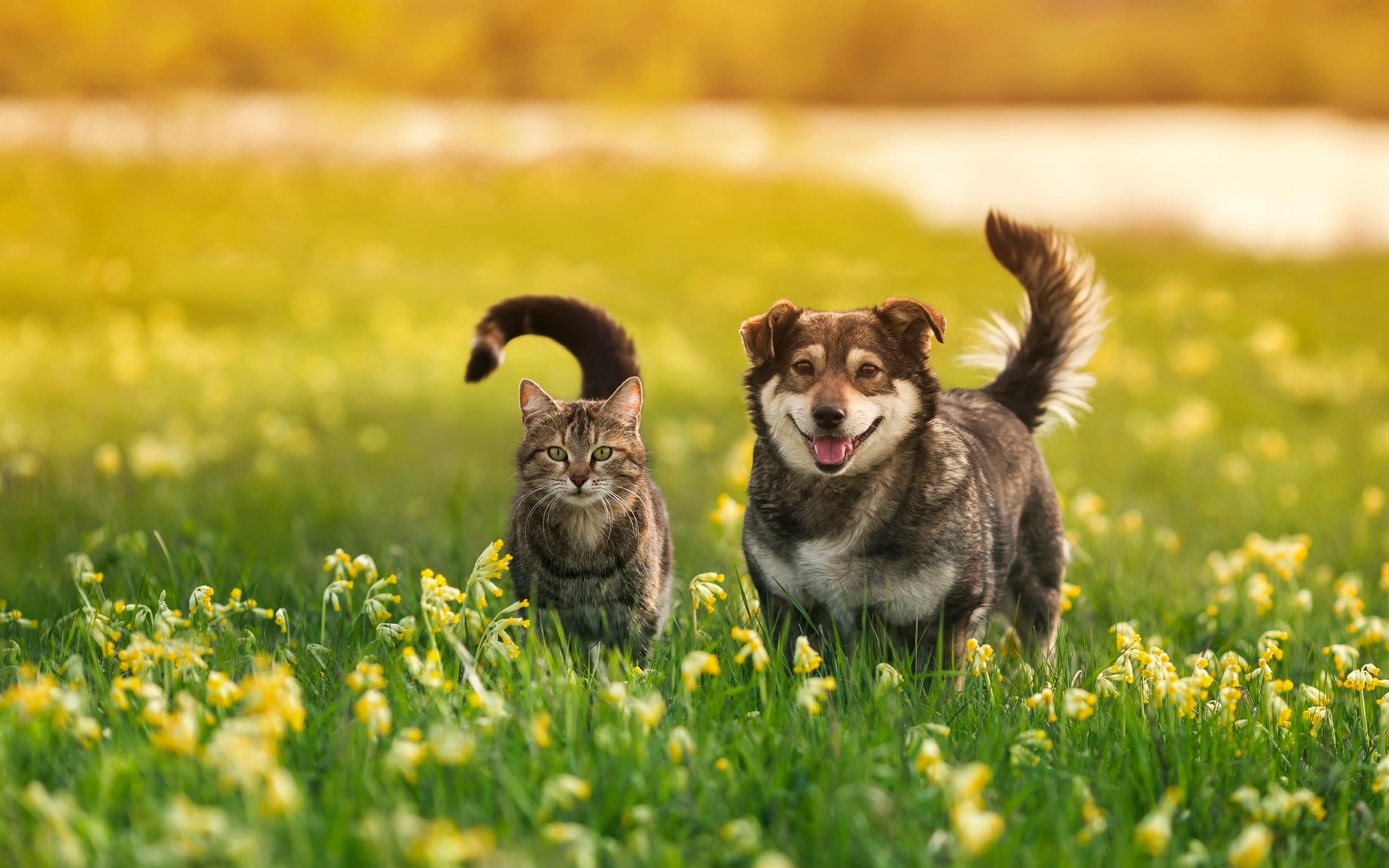 Fique atento aos sintomas de intoxicação de cachorro e gato
