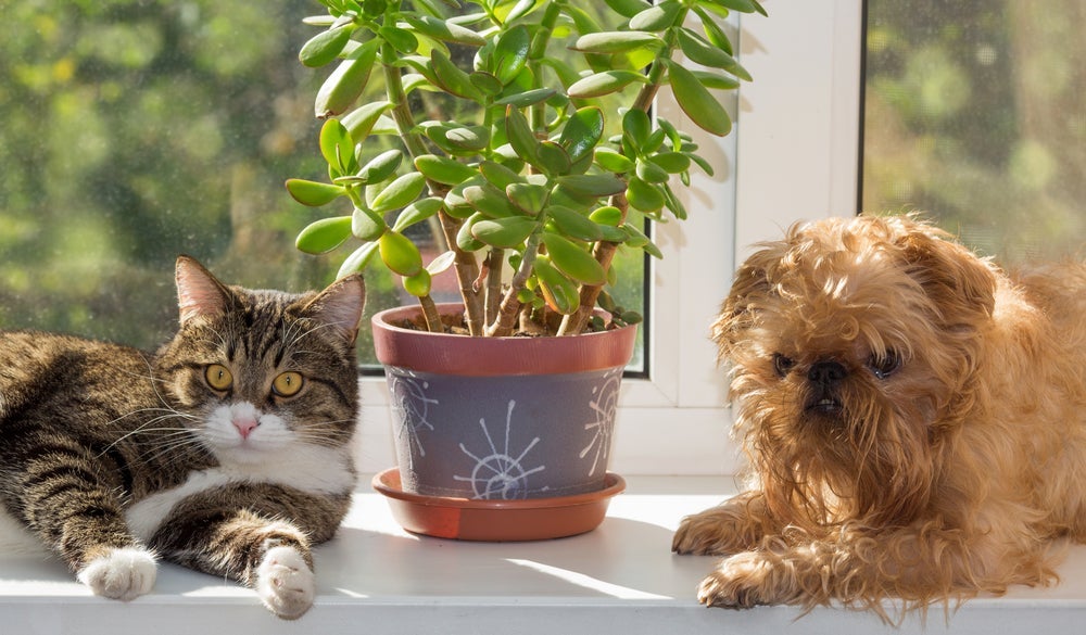 É bom evitar algumas plantas tóxicas para cachorro e gato em casa