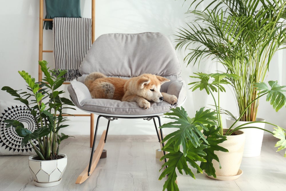 Plantas não tóxicas para cães podem até mesmo contribuir para a saúde dele