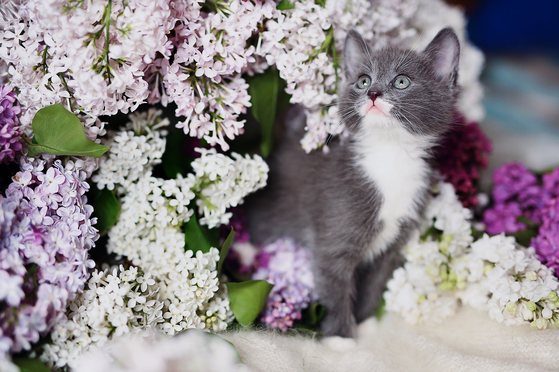 Saber como afastar gatos das plantas pode ser importante