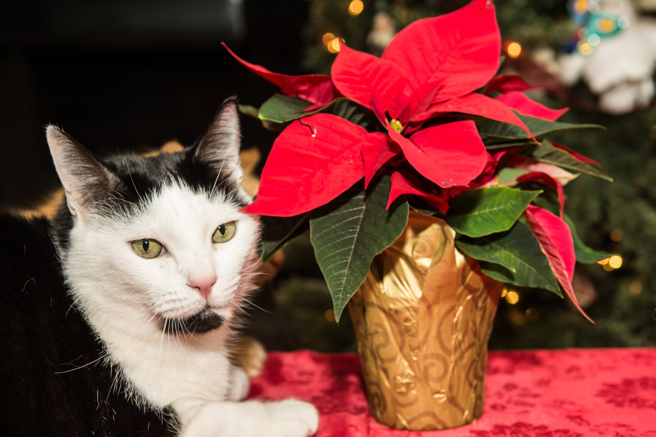 A poinsétia é uma das plantas tóxicas mais perigosas para gatos