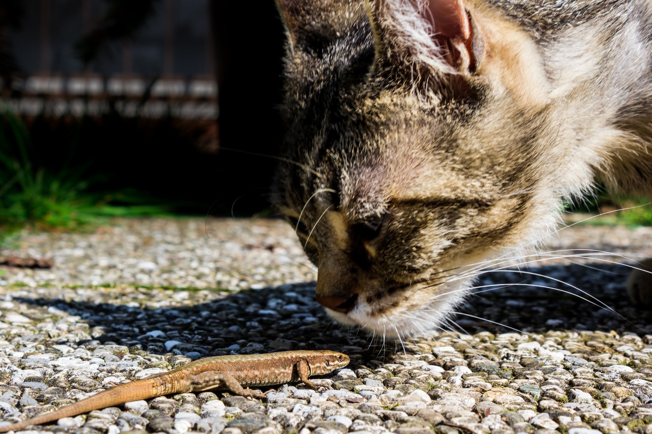 Lagartixa: gato com instinto caçador aflorado é mais propício a ingerir hospedeiros da platinosomose