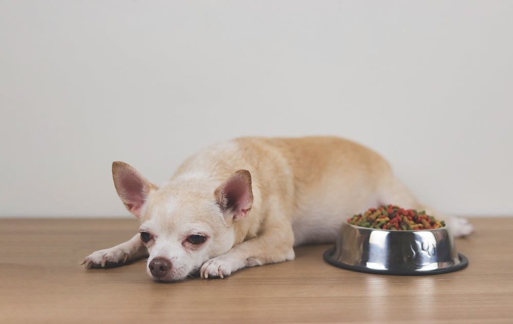 Um dos sintomas de pneumonia em cachorro é a falta de apetite