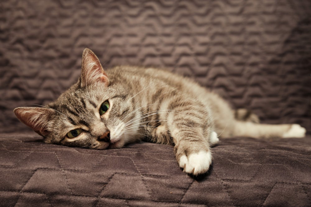 Gato com pneumonia pode apresentar cansaço, tosse e sintomas de gripe de forma intensa