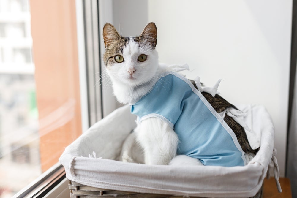 Para evitar a gata no cio, a castração é a melhor alternativa