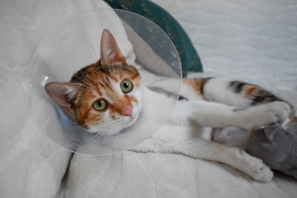 O ideal é esperar o período do gato no cio acabar antes de castrar