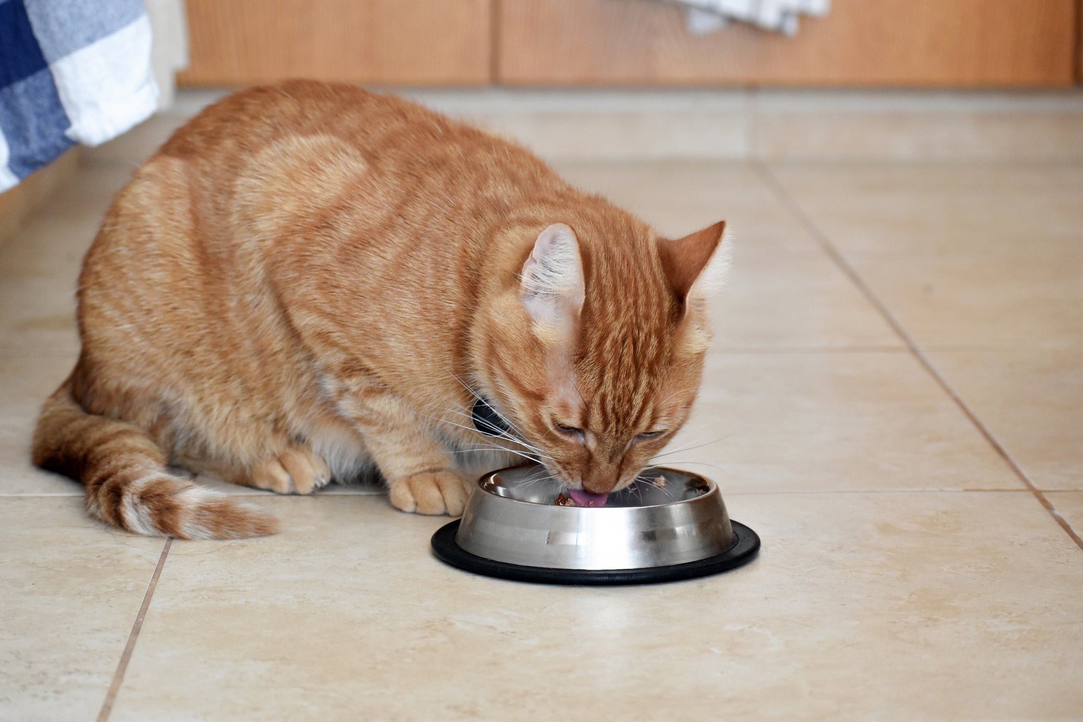 Em dias quentes, o sachê para gatos pode ser oferecido congelado para refrescar os pets
