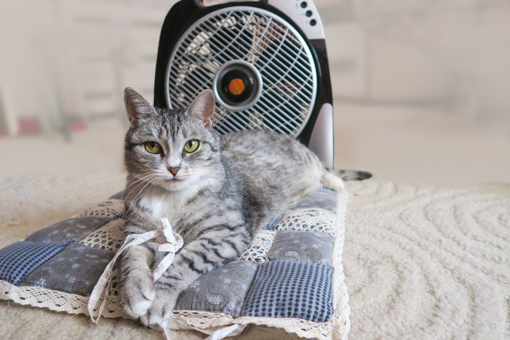 Banho em gato não é a solução para o calor: aposte em um tapete gelado e no ventilador para deixar o ambiente arejado