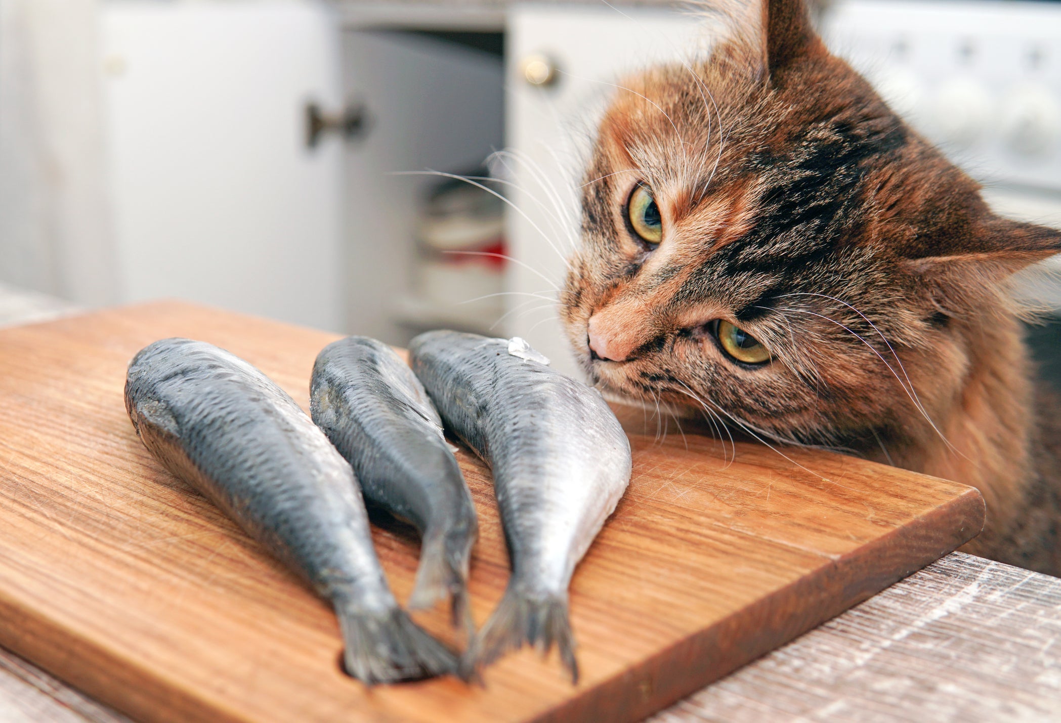 O gato pode comer frango, carne e peixe devidamente cozidos